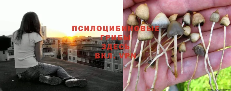 наркота  Белёв  Галлюциногенные грибы Psilocybine cubensis 